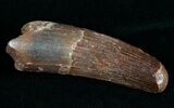 Inch Spinosaurus Tooth - Brown Enamel #4856-1